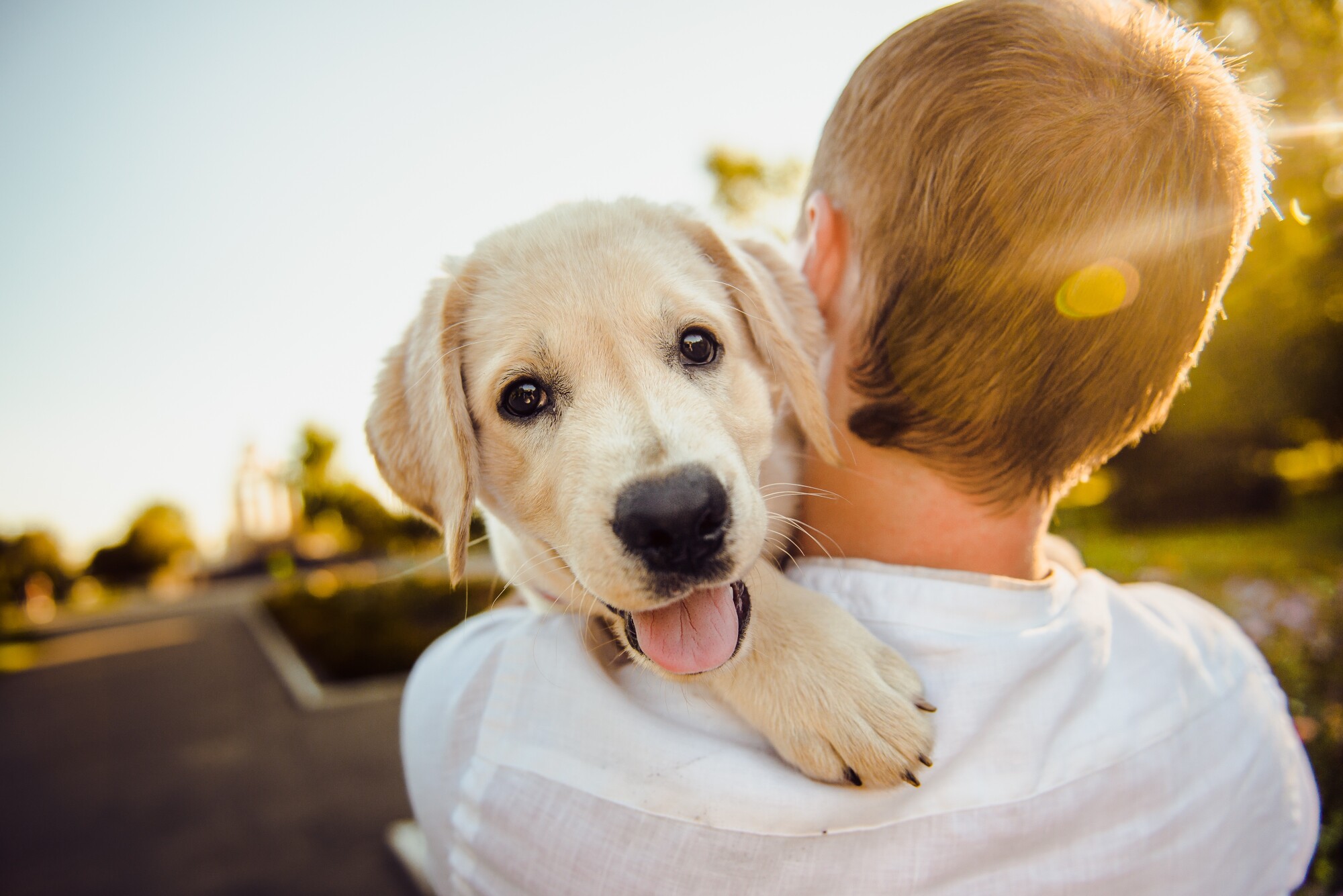 Everything You Should Know About Apartment Pet Screening